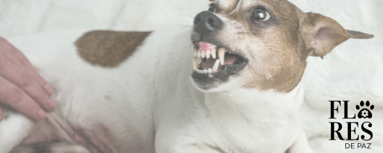 La Influencia del Estado Emocional Materno de la Perra durante el Embarazo en el Carácter y Comportamiento de las Crías o Cachorros - Bienestar Animal | By Flores de Paz