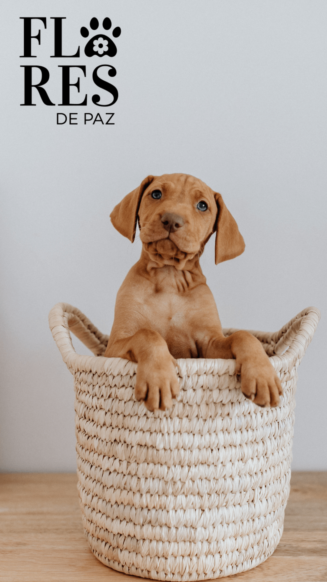 ¿Mascotas? Aquí no los llamamos mascotas. En su lugar usamos animales de compañía, nombre o incluso, niños. - Bienestar Animal | By Flores de Paz