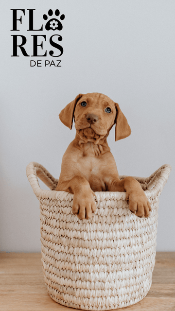 ¿Mascotas? Aquí no los llamamos mascotas. En su lugar usamos animales de compañía, nombre o incluso, niños. - Bienestar Animal | By Flores de Paz