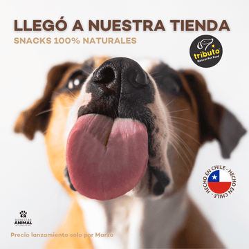 Masticar es regularse: cómo los snacks correctos ayudan a la gestión emocional y conductual de tu perro  🐾 - Bienestar Animal | By Flores de Paz