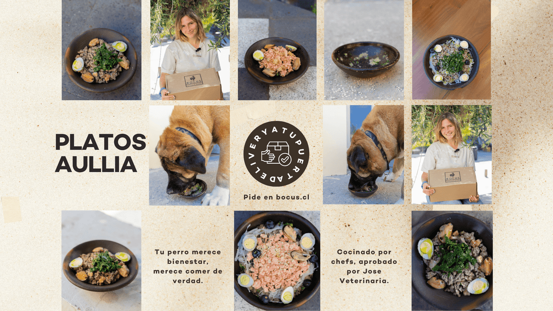 PODRÍAS ESTAR ENVENENANDO A TU PERRO SOLO POR LO QUE COME. - Bienestar Animal | By Flores de Paz