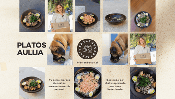 PODRÍAS ESTAR ENVENENANDO A TU PERRO SOLO POR LO QUE COME. - Bienestar Animal | By Flores de Paz