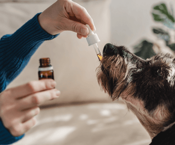 ¿Qué fórmula de Flores de Bach necesita tu perro según sus emociones? - Bienestar Animal | By Flores de Paz