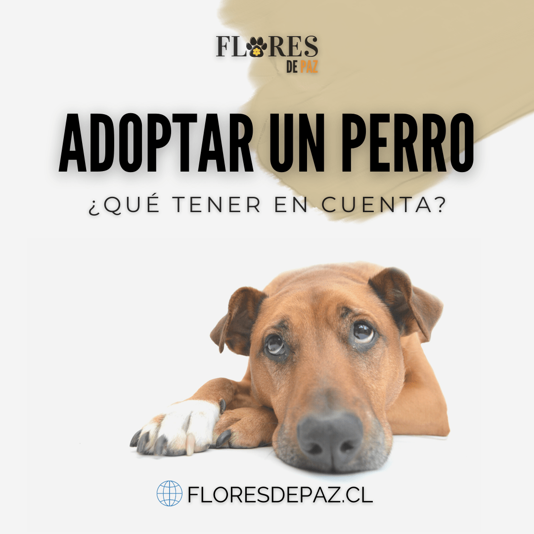 Quiero adoptar a un perro - Qué tener en cuenta? - Bienestar Animal | By Flores de Paz