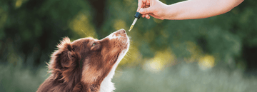 Reishi & Melena de León para perros, como funcionan? - Bienestar Animal | By Flores de Paz