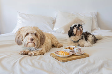 Sueños en Perros: Descifrando el Mundo Onírico de Nuestros Fieles Compañeros - Bienestar Animal | By Flores de Paz