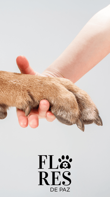 Tips! Como crear un mejor vínculo con tu perro y evitar malas conductas. - Bienestar Animal | By Flores de Paz