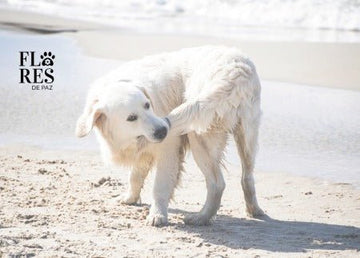 Tratando el Estrés Crónico en Perros: Impacto, prevención, e info CLAVE - Bienestar Animal | By Flores de Paz