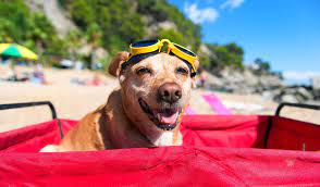 Vacaciones con nuestros animales! Tips y consideraciones. - Bienestar Animal | By Flores de Paz