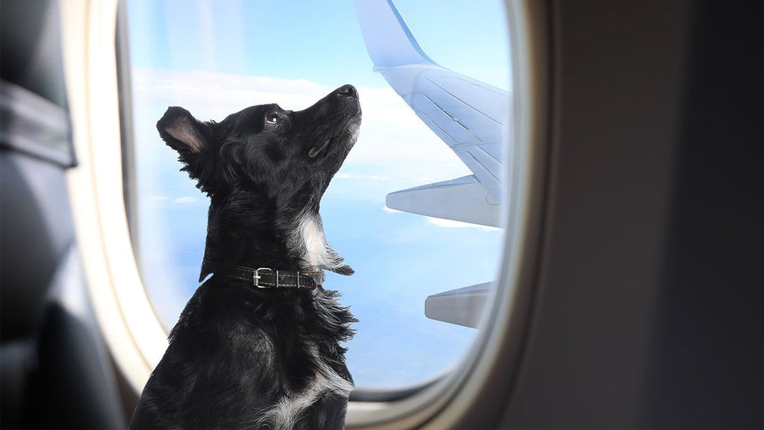 Viajes en avión, ¿Cómo preparar a nuestros peludos? - Bienestar Animal | By Flores de Paz