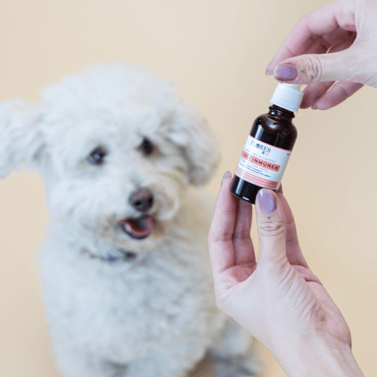 Fungi Inmune – Hongos Nutricionales para Animales - Bienestar Animal | By Flores de Paz