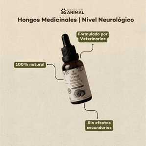 Hongos Medicinales para Perros — Inmunidad y Bienestar - Bienestar Animal | By Flores de Paz